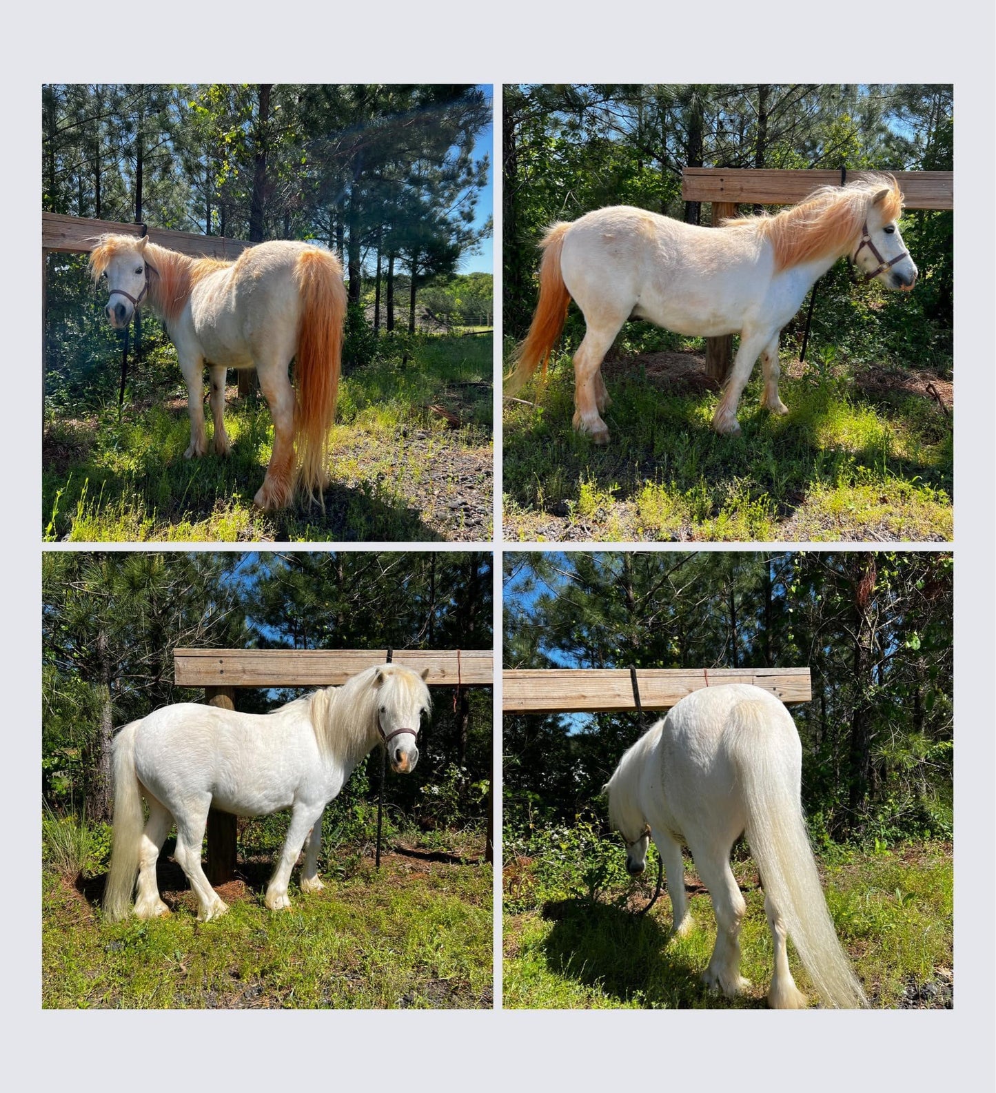 Silverfire Tail Whitening System
