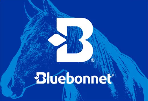 Bluebonnet